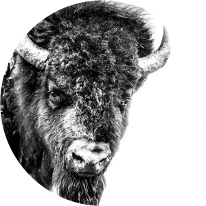 Winter Bison Portrait PNG Image