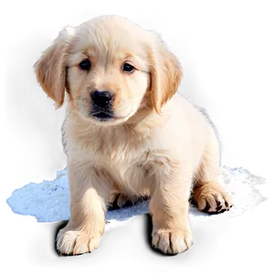 Winter Golden Retriever Puppy Png Yux PNG Image