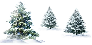 Winter Pine Trees Coveredin Snow PNG Image