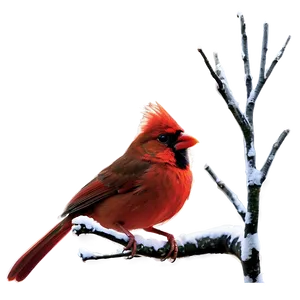 Winter Red Cardinal Png Guc63 PNG Image