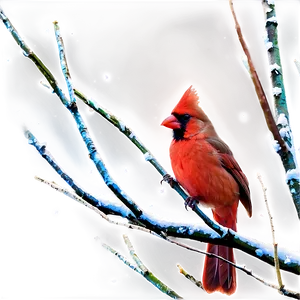 Winter Red Cardinal Png Qdk77 PNG Image