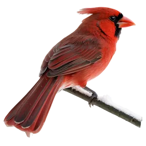 Winter Red Cardinal Png Ufb72 PNG Image