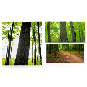 Wisconsin Forest Trail Png Xsr PNG Image