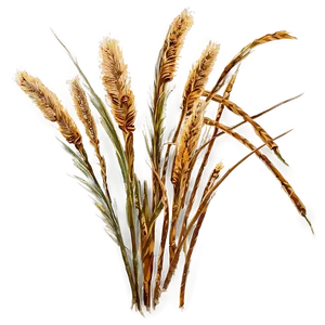 Withered Grass Png 91 PNG Image