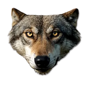 Wolf Eyes Under Moonlight Png Xmm PNG Image