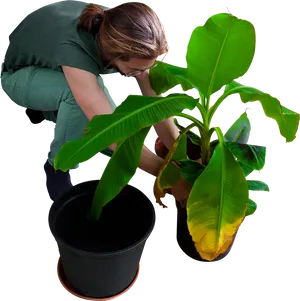 Woman Repotting Banana Plant PNG Image