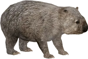 Wombatin Profile PNG Image