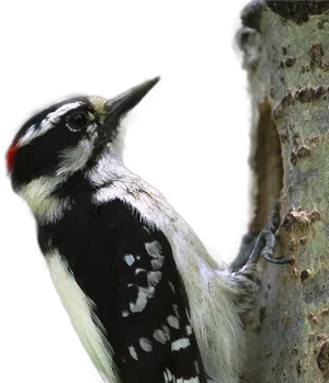 Woodpecker Clinging To Tree PNG Image