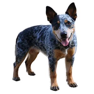 Working Blue Heeler Png Qie PNG Image