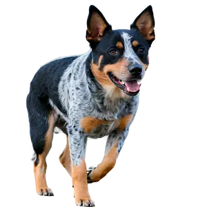 Working Blue Heeler Png Rmb86 PNG Image