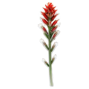 Wyoming State Flower Indian Paintbrush Png 80 PNG Image