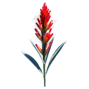 Wyoming State Flower Indian Paintbrush Png Dnu PNG Image