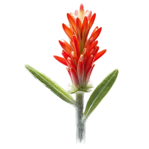 Wyoming State Flower Indian Paintbrush Png Etg72 PNG Image