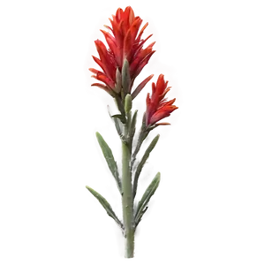 Wyoming State Flower Indian Paintbrush Png Sdk PNG Image