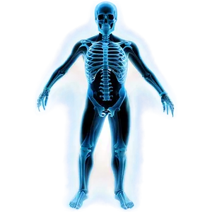 X Ray D PNG Image