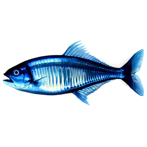 X Ray Of Fish Bones Png Pwy PNG Image