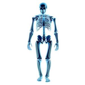 X Ray Skeleton Png Onk17 PNG Image