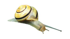 Yellow Banded Snail Black Background PNG Image