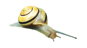 Yellow Banded Snail Isolated PNG Image