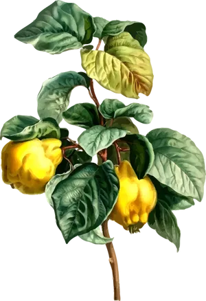 Yellow Bell Pepper Plant Illustration PNG Image