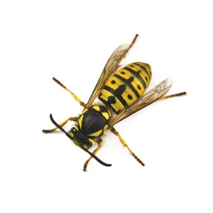 Yellow Black Wasp Isolated PNG Image