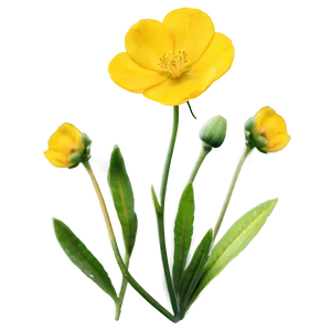 Yellow Buttercup Png Eja PNG Image