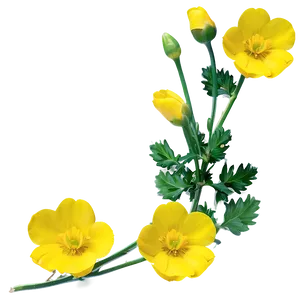 Yellow Buttercup Png Tff83 PNG Image