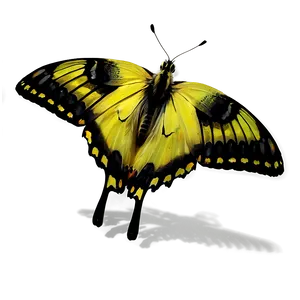 Yellow Butterfly With Shadow Png Jhp84 PNG Image