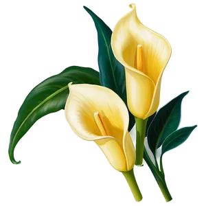 Yellow Calla Lily Png 17 PNG Image