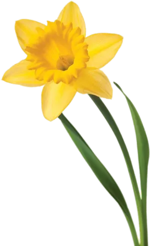 Yellow Daffodil Isolated Background PNG Image