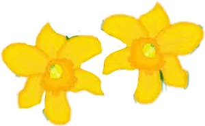 Yellow Daffodils Spring Blossoms PNG Image