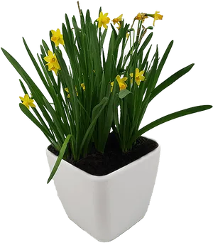 Yellow Daffodils White Planter PNG Image