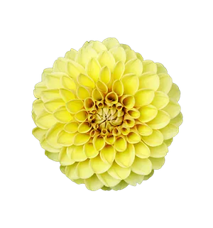 Yellow Dahlia Black Background PNG Image