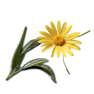 Yellow Daisy B PNG Image