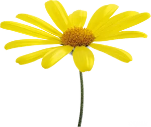 Yellow Daisy Isolatedon Blue Background PNG Image