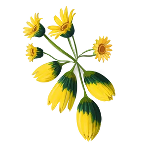 Yellow Daisy Outline Png 65 PNG Image