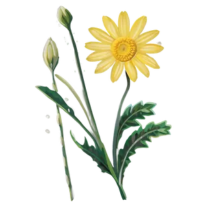 Yellow Daisy Transparent Background Png Tng37 PNG Image