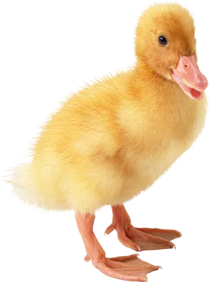 Yellow Duckling Black Background PNG Image