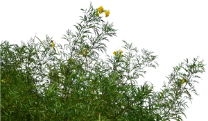 Yellow Flowered Greenery PNG Image