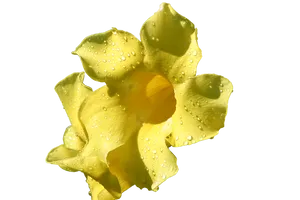 Yellow Flowerwith Water Droplets.png PNG Image