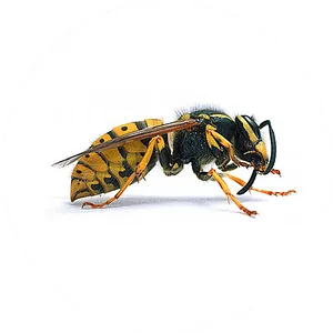 Yellow Jacket Wasp Side View PNG Image