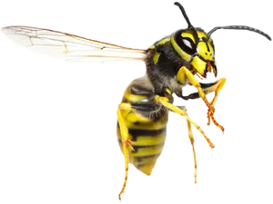 Yellow Jacket Wasp Transparent Background PNG Image