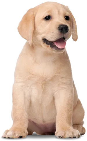 Yellow Labrador Puppy Cute Pose PNG Image