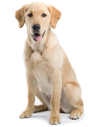 Yellow Labrador Puppy Sitting PNG Image