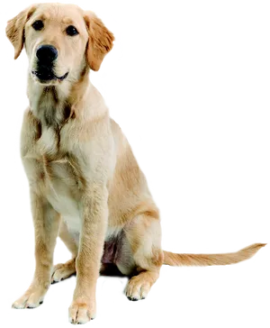 Yellow Labrador Sitting P N G PNG Image