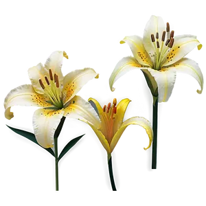 Yellow Lilies Png Qvj PNG Image