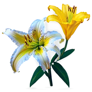 Yellow Lily Flower Png 13 PNG Image