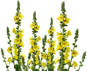 Yellow Meadow Flowers PNG Image