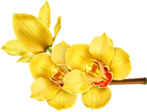 Yellow Orchid Blossoms PNG Image