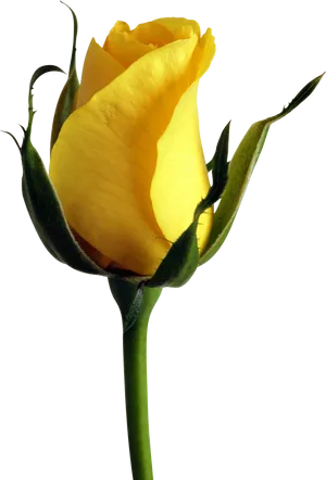 Yellow Rose Budon Black Background.jpg PNG Image